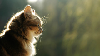Cat looking out window sun - renaissance free wallpaper for desktop