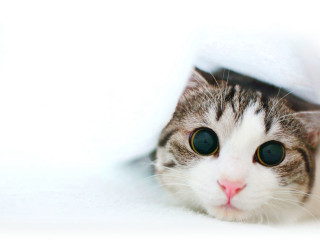 White gray cat peeking blanket - under a blanket free wallpaper