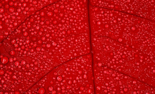 Red leaf water drops macro - a red leaf free wallpaper for desktop