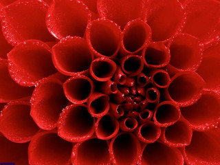 Red flower water droplets macro 2 - a black center free wallpaper for desktop