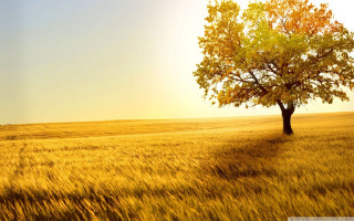 Lone tree golden grass sunset - a lone tree in a field free wallpaper