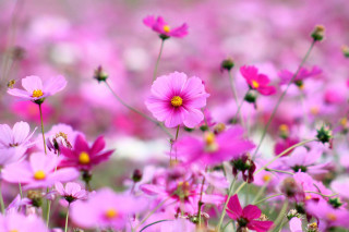 Pink flowers blurry background field - a yellow center free wallpaper