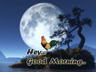 Rooster island fullmoon tree message 2 - a rooster free wallpaper for desktop