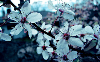 White flower branch butterfly bokeh - a close up of a tree free wallpaper