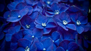 Blue flowers white centers bouquet - blue flower free wallpaper