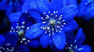 Blue flower white stamens macro 3 - esao free wallpaper