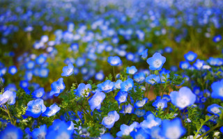 Blue flowers green leaves blue - choi buk free wallpaper