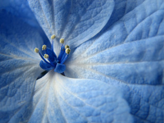 Blue flower white stamens yellow - a blue flower free wallpaper