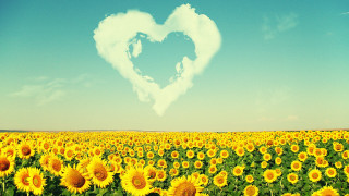 Heart shaped cloud sunflower field - shaped free wallpaper