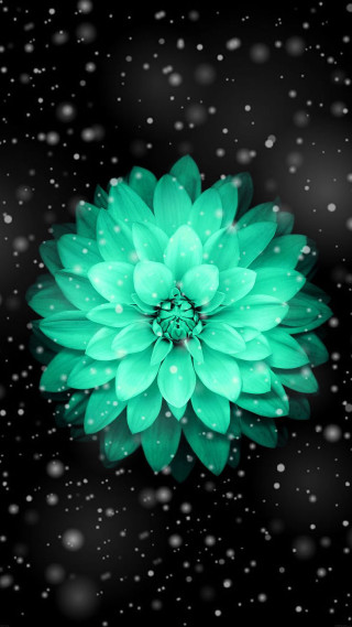 Green flower water droplets black - water droplet free wallpaper for mobile