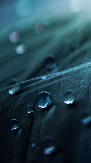 Leaf water droplets blue sky - water droplet free wallpaper for mobile