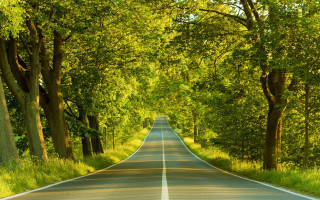 Long road trees lining both - a line of trees free wallpaper