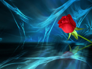 Red rose blue surface water - rose free wallpaper