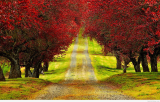 Autumn path red leaves green - both side of the road free wallpaper