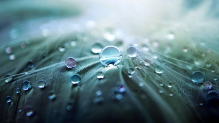 Leaf water droplets blue background 4 - blue background free wallpaper