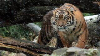 Tiger walking forest snow fallen - fallen free wallpaper
