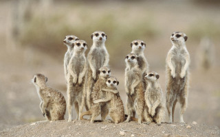 Meerkats standing dirt hill wild - wild free wallpaper