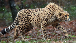 Cheetah walking rain wild tail - wild free wallpaper