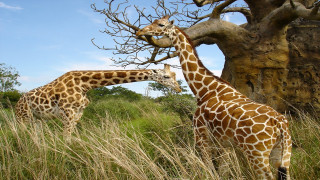 Giraffes tall grass tree rock 2 - two giraffe free wallpaper