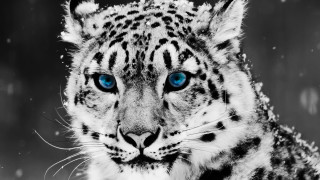 Snow leopard blue eyes camera - a snow leopard free wallpaper