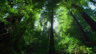 Forest tall trees green leaves - lot free wallpaper