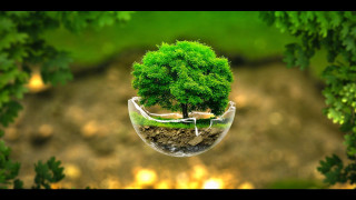 Tree glass vase inside nature - a white ribbon free wallpaper