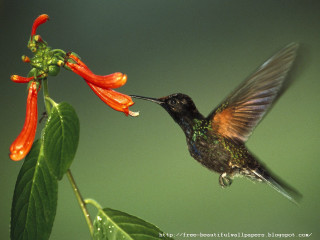 Hummingbird flying flower beak open - its beak open free wallpaper