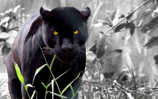 Black panther yellow eyes lush - a black body free wallpaper