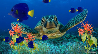 Turtle swimming ocean fish around - a turtle swimming in the ocean free wallpaper