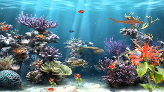 Fish swimming aquarium corals marine - a large aquarium free wallpaper