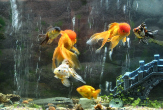 Goldfish aquarium waterfall bridge swimming - a large aquarium free wallpaper