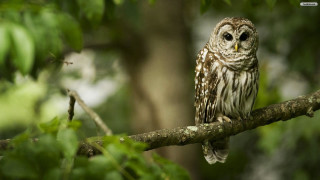 Small owl perched branch forest 4 - green leaf and a blurry background free wallpaper