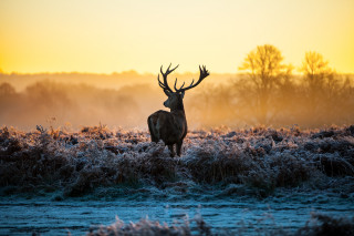 Deer frost field sunset dawn - the grass and trees free wallpaper