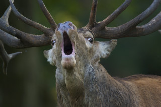 Deer mouth open wide repeated - leesha hannigan free wallpaper