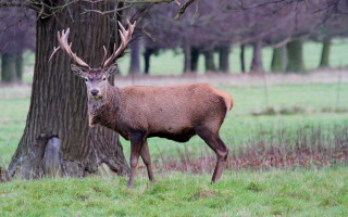 Deer field tree bare branches - edwin landseer free wallpaper