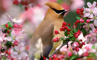 Bird branch flowering tree pink - the background and a blurry background free wallpaper