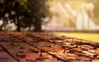 Wooden table leaves building background - a wooden table free wallpaper