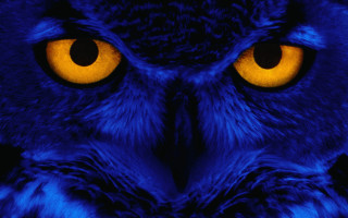 Owl closeup yellow eyes black 2 - abstract illusionism free wallpaper