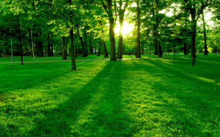 Park trees grass bench nature 2 - the ground and a bench in the middle of the park free wallpaper