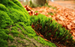 Mossy green plant tree trunk 2 - mossy free wallpaper for desktop