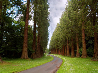 Forest road trees paved nature - a road in the middle of a forest free wallpaper