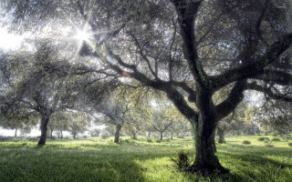 Tree field sunshine through grass - the ground below free wallpaper for desktop