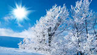 Sunny blue sky snow trees - a bright sun in the background free wallpaper
