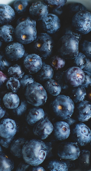 Blueberries water droplets macro photorealism 2 - evaline ness free wallpaper for mobile