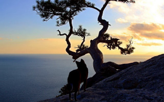 Horse tree cliff ocean sunset - free sunset wallpaper for desktop