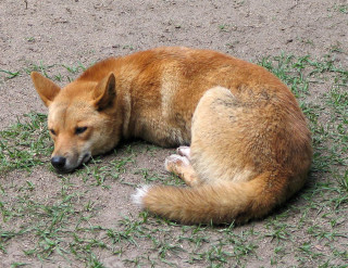 Dog laying head on ground - cricorps grégoire free wallpaper