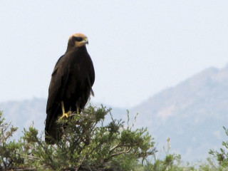 Large bird perched on branch - a large bird free wallpaper for desktop