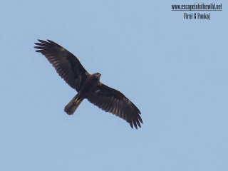 Large bird flying blue sky 10 - a large bird free wallpaper
