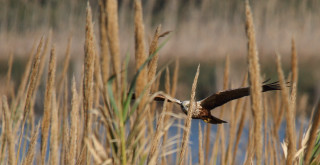 Bird flying water grass reeds - free bird wallpaper