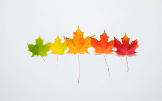 Colorful maple leaves white background - single free wallpaper